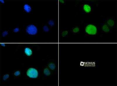 Immunocytochemistry/Immunofluorescence: Histone H3 [p Thr6, Monomethyl Lys9] Antibody [NB21-1052] - Antibody was tested at 1:25 in HeLa cells with FITC (green). Nuclei were counterstained with DAPI (blue).